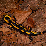 Amphibians